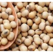 Premium Nigerian Soybeans for export